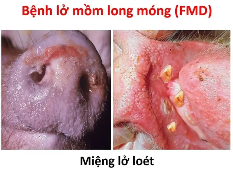 Bệnh lở mồm long móng Bệnh lở mồm long móng