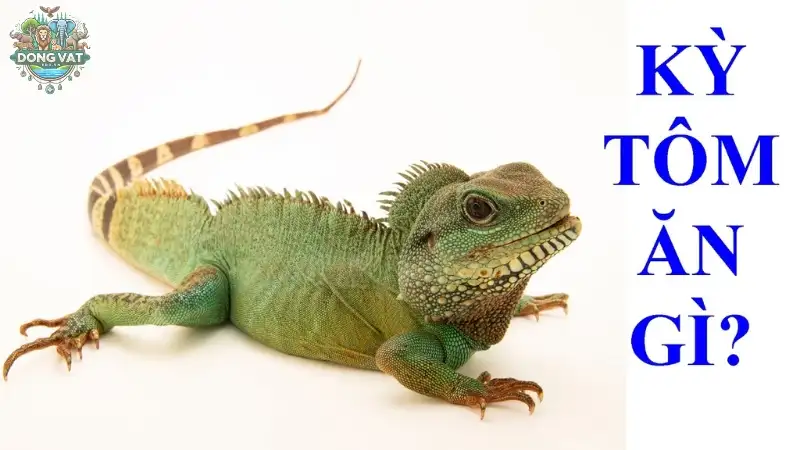 Tổng quan về Kỳ tôm Tổng quan về Kỳ tôm