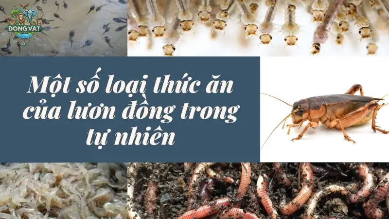 Bí quyết chọn thức ăn cho lươn giúp tăng trưởng vượt trội