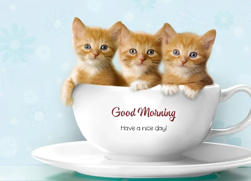 Ảnh meme hài hello chắc chắn sẽ khiến bạn bật cười với những tình huống hài hước và thú vị