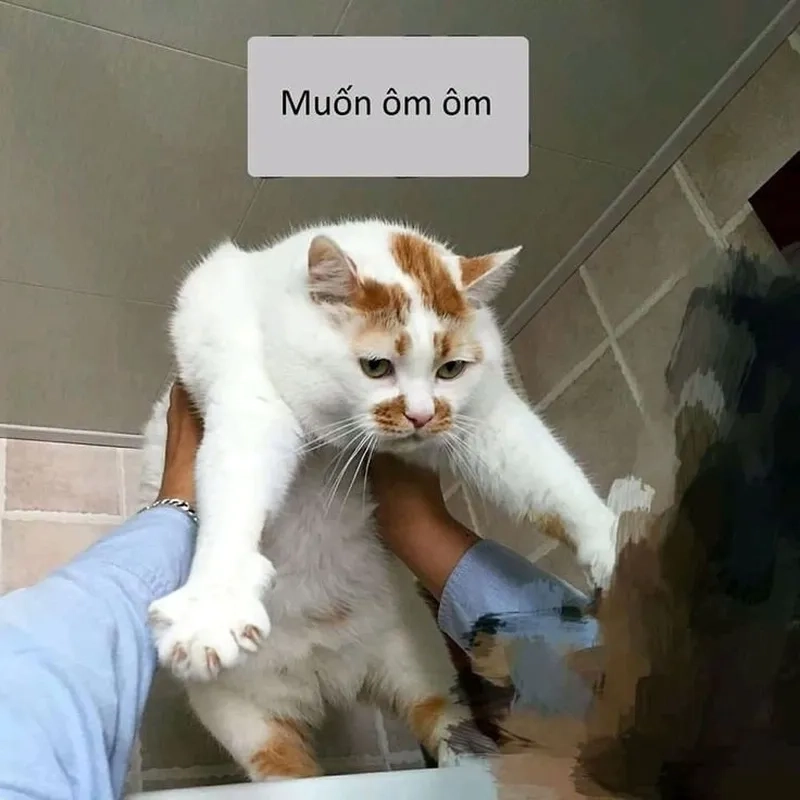 Hình ảnh tôm meme ngộ nghĩnh làm ai cũng thích thú