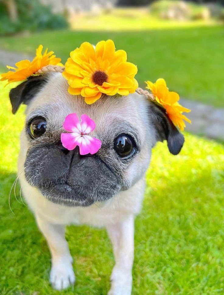 Giải trí cực mạnh cùng loạt ảnh cún hài hước