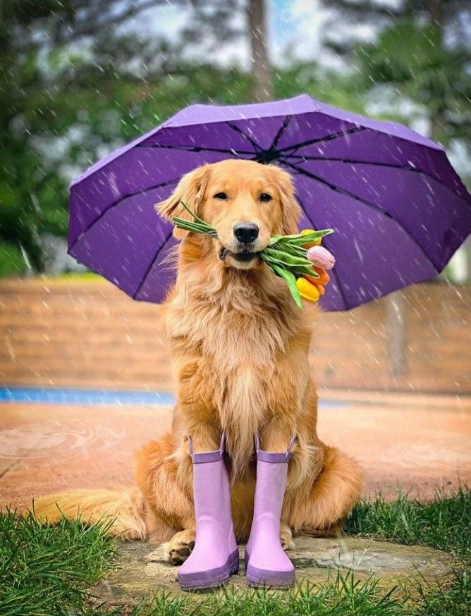 Cute muốn xỉu với bộ sưu tập ảnh chó cute hài