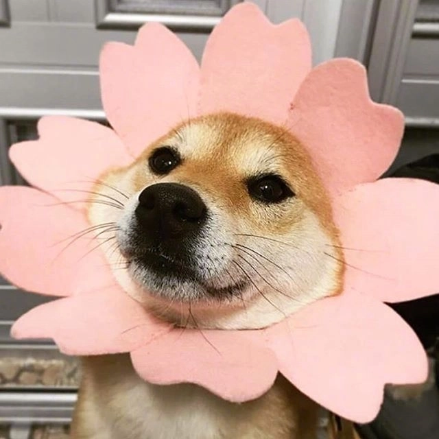 Cười mệt nghỉ với loạt ảnh chó cute hài hước