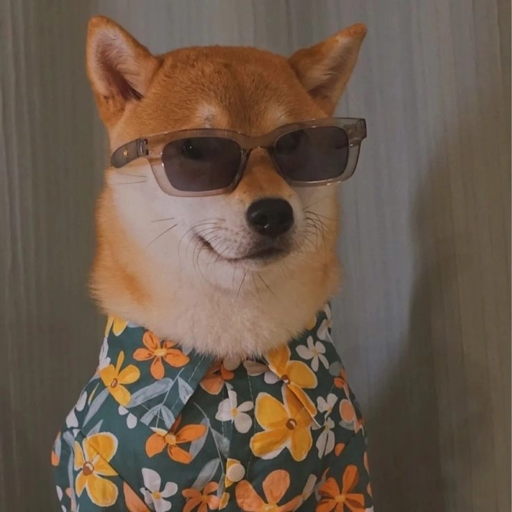 Mông to biểu cảm bá đạo của chó corgi hài hước
