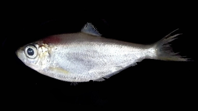 Giới thiệu khái quát về loài cá đé