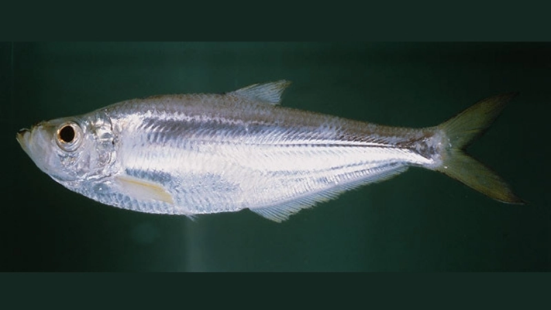 Đặc điểm và tập tính của cá đé