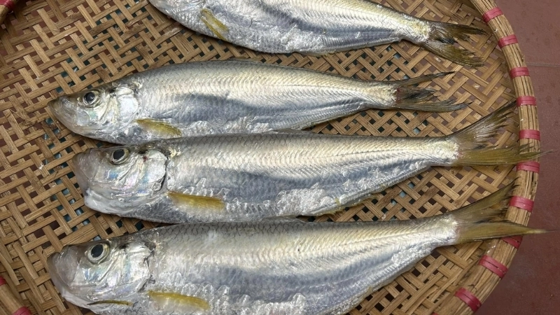 Môi trường sống và khả năng sinh sản của cá đé