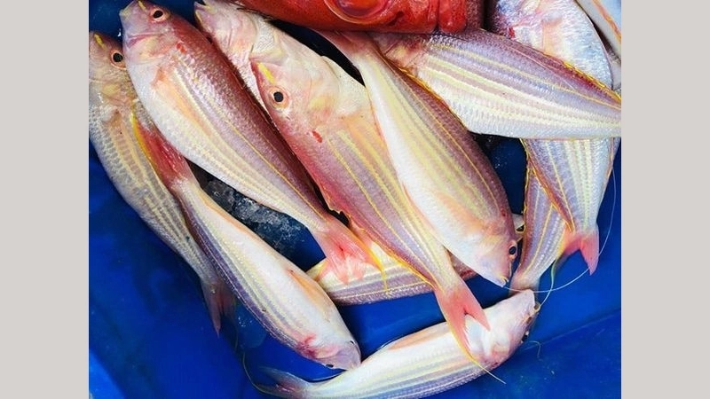 Đặc điểm và tập tính của cá đổng
