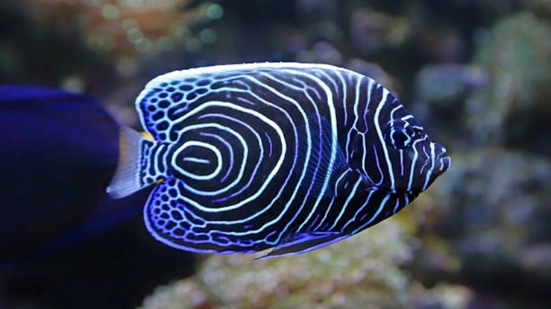 Giới thiệu khái quát về loài cá hoàng đế (emperor fish)