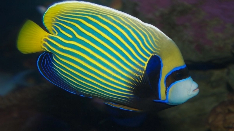 Đặc điểm và tập tính của cá hoàng đế