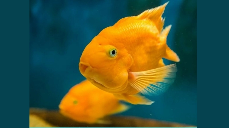 Giới thiệu khái quát về loài cá hồng két