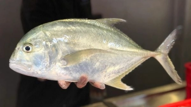 Giới thiệu khái quát về loài cá khế