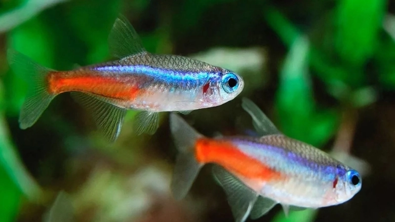 Môi trường sống và khả năng sinh sản của cá neon