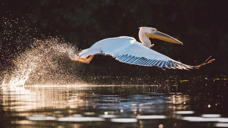 Chim bồ nông là chim gì?