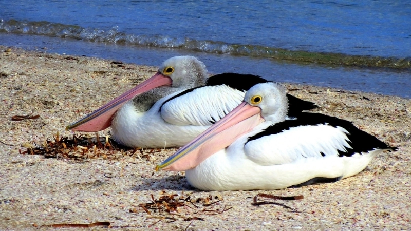 Đặc điểm và tính cách của chim bồ nông
