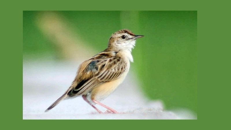 Khả năng sinh sản và cách chăm sóc chim chiền chiện