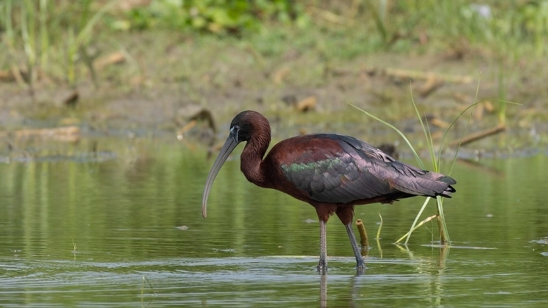 Chim cò quắm (Glossy Ibis) là chim gì?