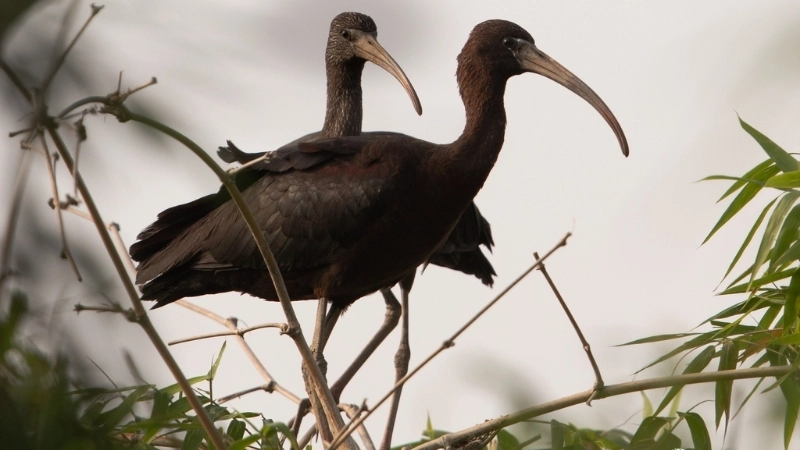 Đặc điểm và tính cách của loài chim cò quắm