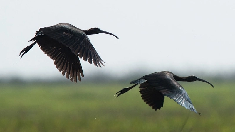 Khả năng sinh sản và cách chăm sóc chim cò quắm