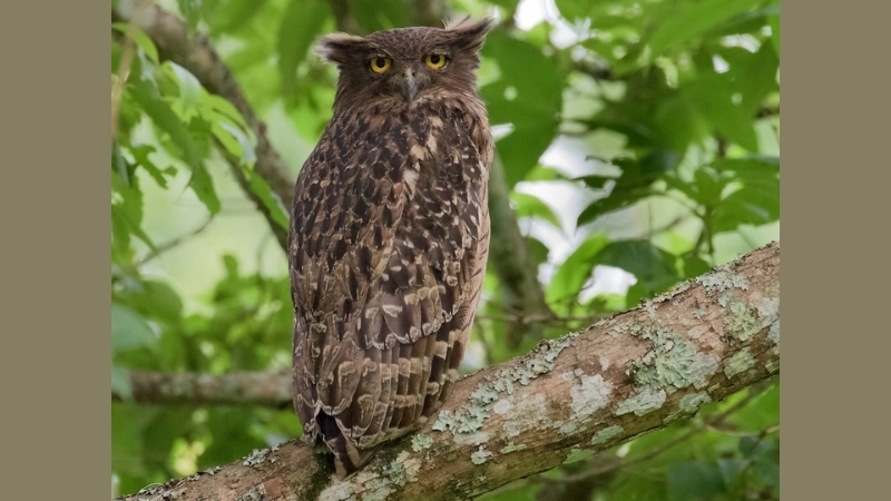 Chim cú mèo (Tawny Owl) là chim gì?
