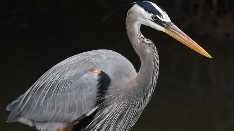 Chim diệc xám là chim gì?