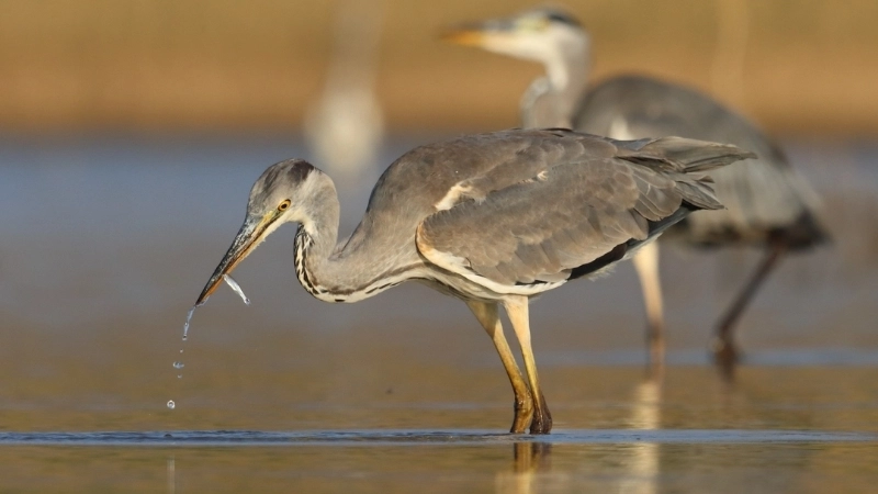 Đặc điểm và tính cách của chim diệc xám