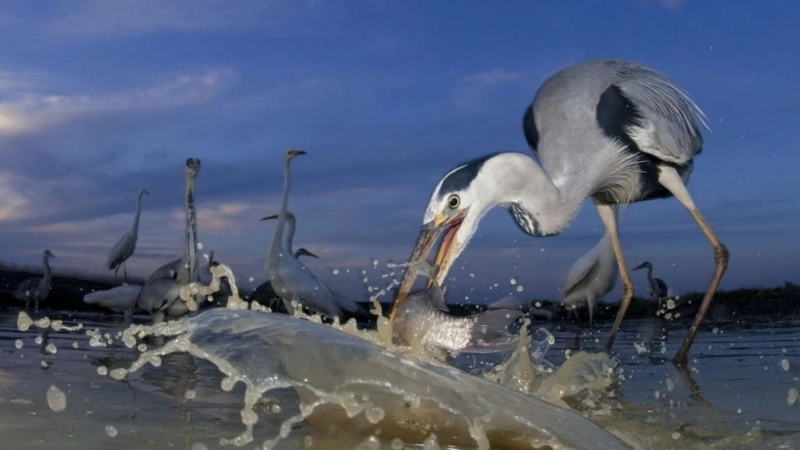 Khả năng sinh sản và cách chăm sóc chim diệc xám