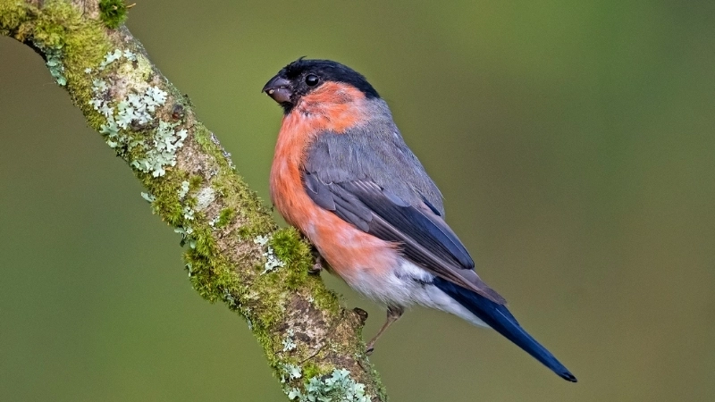 Khả năng sinh sản và cách chăm sóc chim hồng đậu