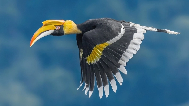 Chim hồng hoàng là chim gì?