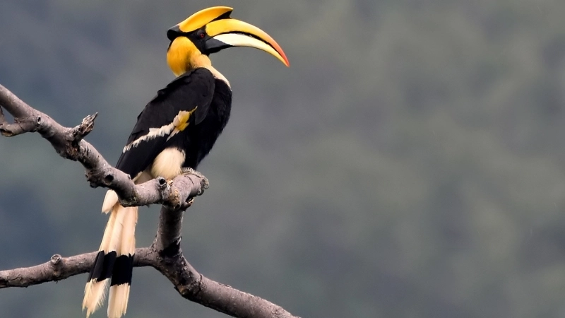 Đặc điểm và tính cách của loài chim hồng hoàng