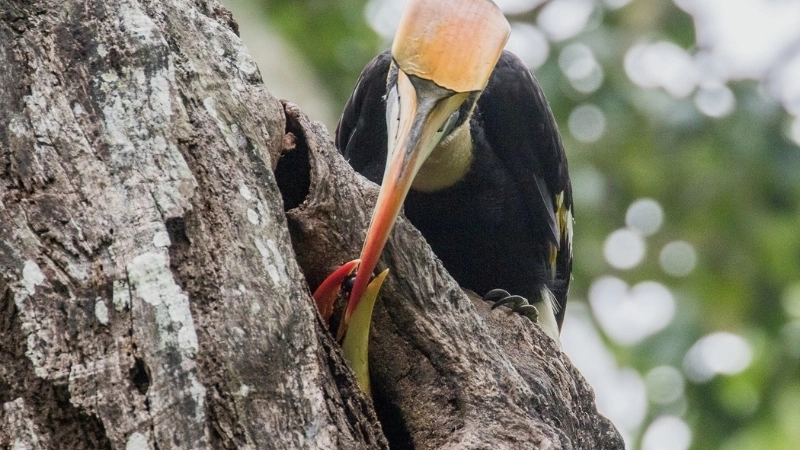 Khả năng sinh sản và cách chăm sóc chim hồng hoàng