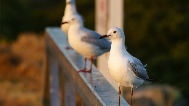 Chim mòng biển (Mew Gull) là chim gì?