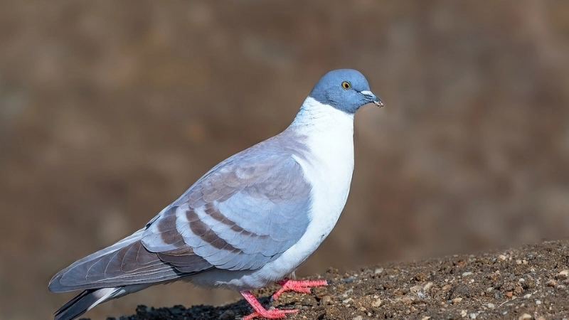 Chim ngói là chim gì?