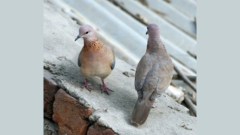Đặc điểm và tính cách của chim ngói