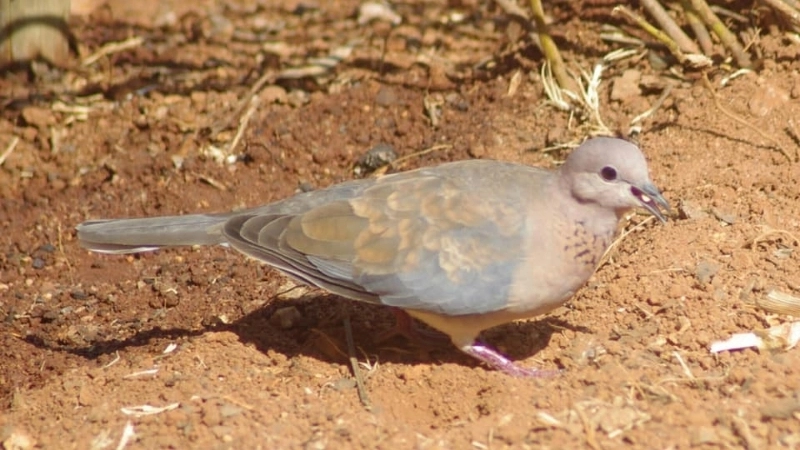 Khả năng sinh sản và cách chăm sóc chim ngói