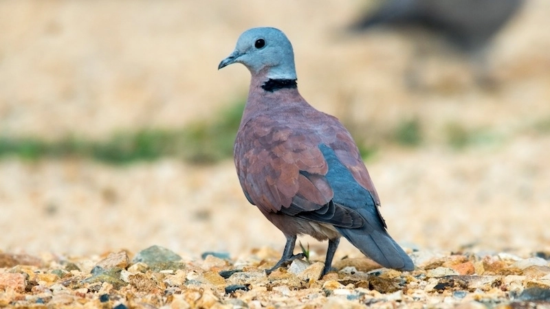 Chim ngói đỏ là chim gì?