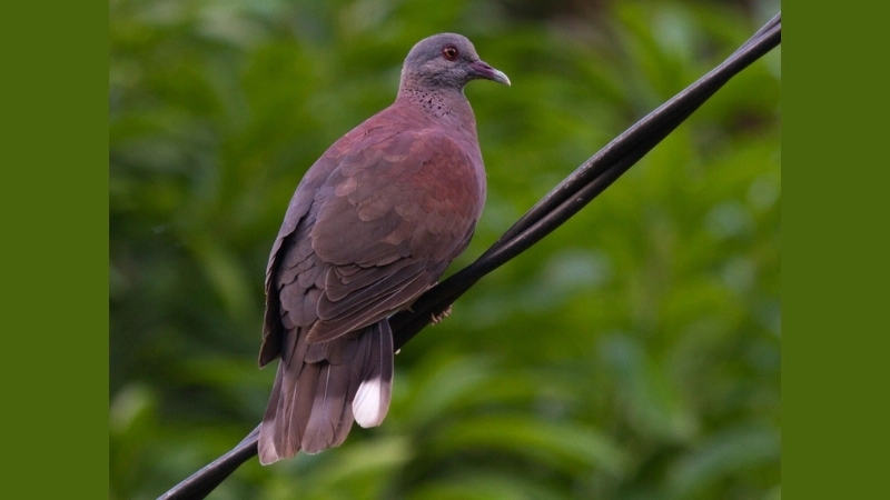 Đặc điểm và tính cách của chim ngói đỏ