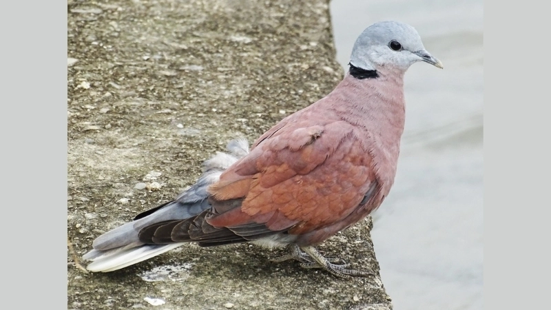 Khả năng sinh sản và cách chăm sóc chim ngói đỏ