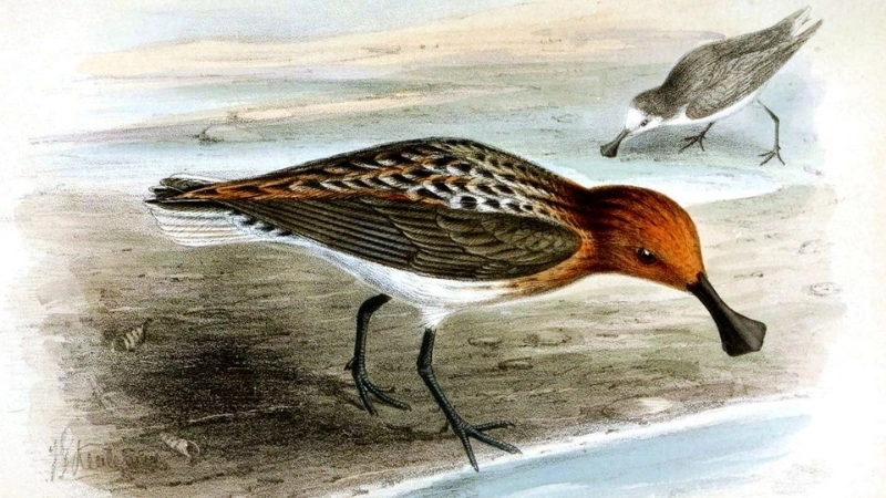 Chim rẽ mỏ thìa là chim gì?