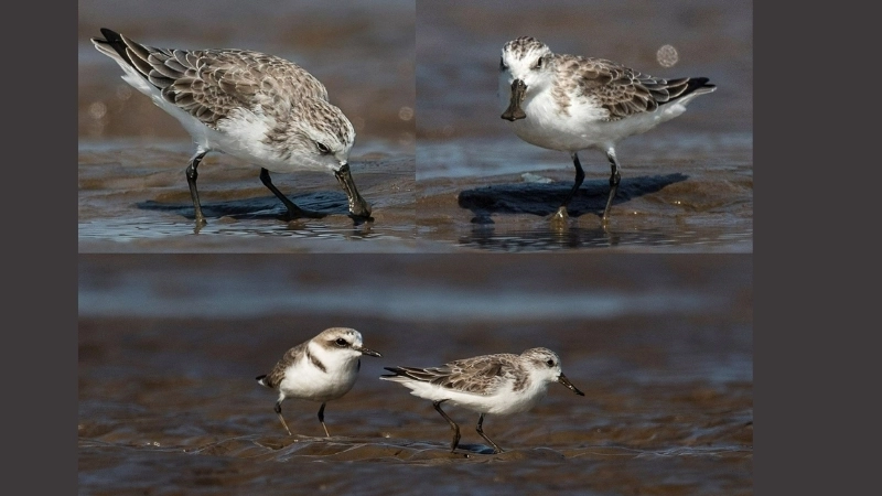 Khả năng sinh sản và cách chăm sóc chim rẽ mỏ thìa