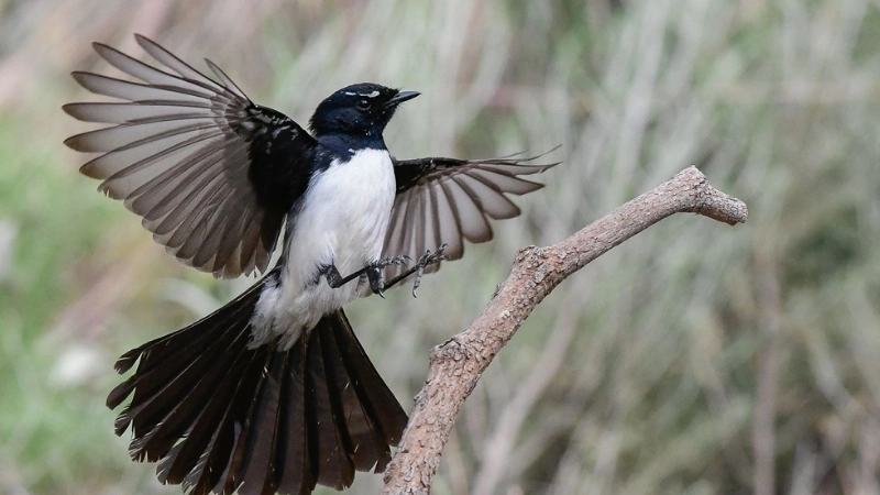 Chim rẽ quạt đen (Willie Wagtail) là chim gì?