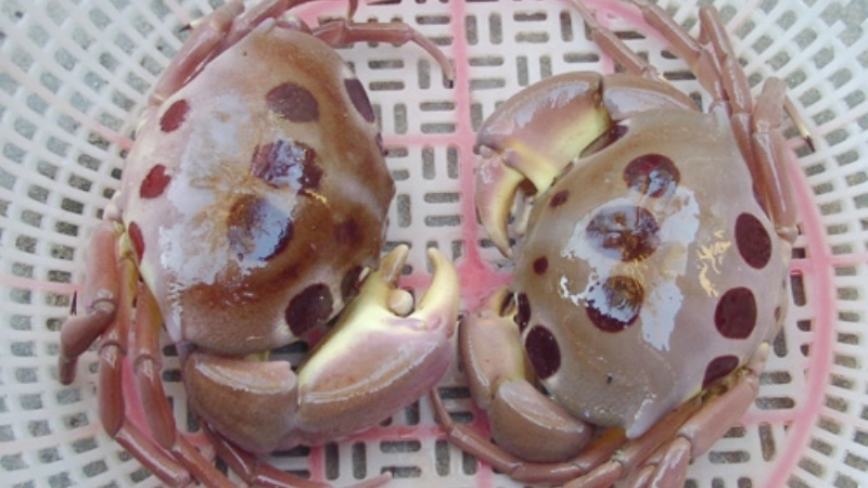 Giới thiệu khái quát về loài cua mặt trăng