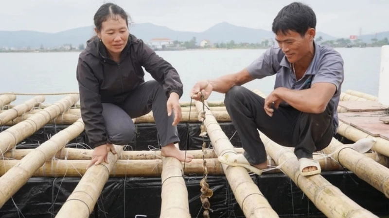 Tập tính, môi trường sống và khả năng sinh sản của hàu