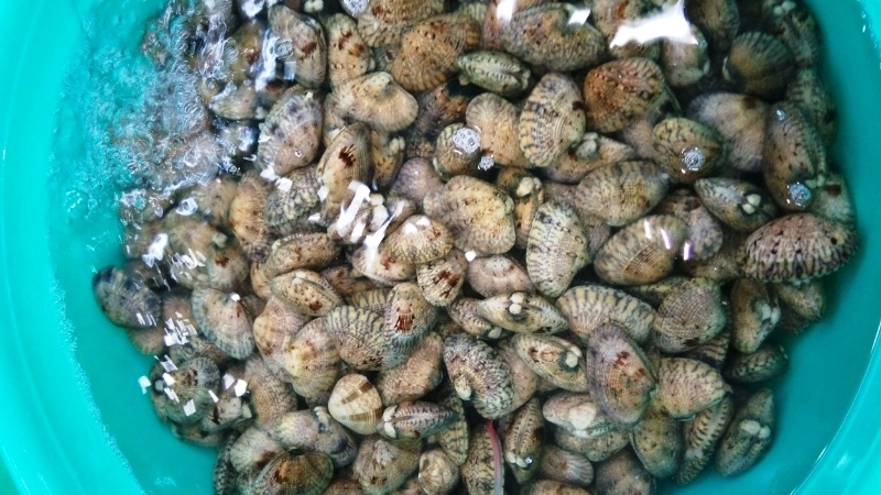 Giới thiệu khái quát về loài nghêu