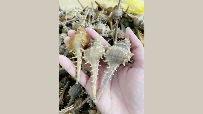 Đặc điểm và tính cách của ốc gai