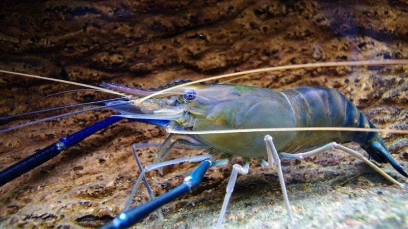 Giới thiệu khái quát về loài tôm càng xanh