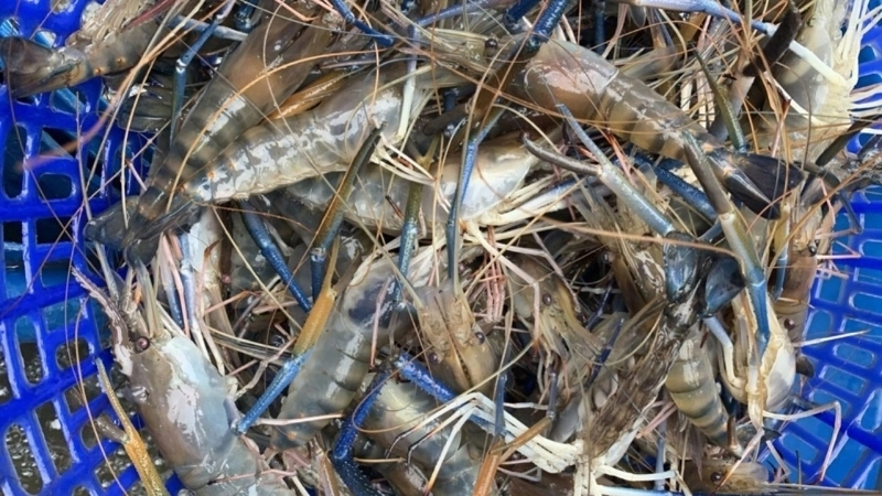 Đặc điểm và tính cách của tôm càng xanh