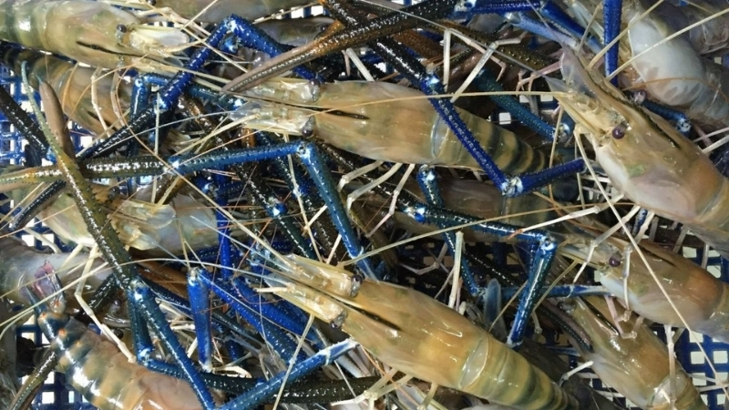 Tập tính và môi trường sống và khả năng sinh sản của tôm càng xanh