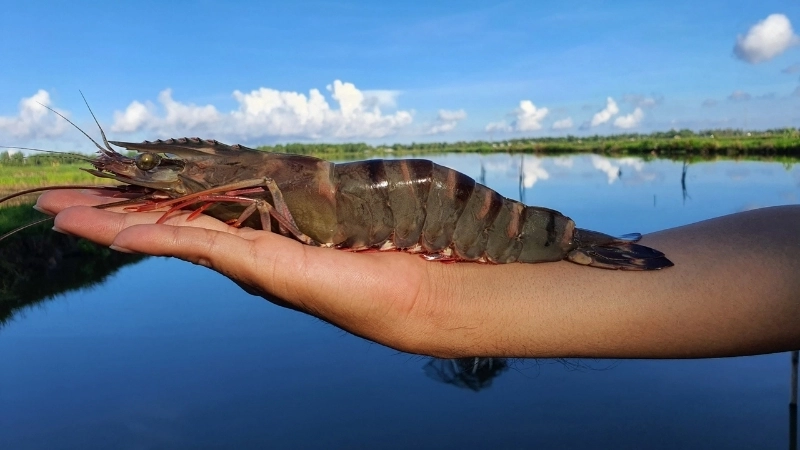 Giới thiệu khái quát về loài tôm sú